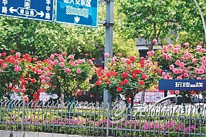 芜湖网红“棒棒糖”月季被偷?警方:抓!