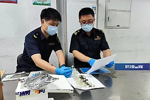 110只!广州海关查获违规进境活体蚂蚁,为紫彩虹臭蚁,系外来物种