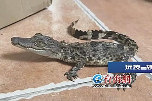 漳州一酒店内现一条活鳄鱼,警民联手快速处置