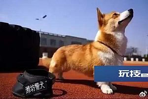“抢夺小朋友烤肠”柯基警犬“福仔”被通报批评!后续来了