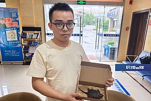 小伙上山遇到了一只乌龟,一查竟然是国家二级保护野生动物!