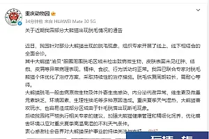 重庆动物园通报大熊猫“渝贝”脱毛情况:脱毛区域未检出致病微生物,精神、食欲、行为活动均正常