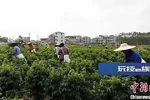 (乡村行·看振兴)广西乡村“绿色工厂” “蔬”写致富新答卷