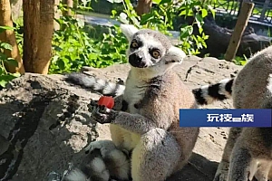 玩水吃瓜、孵空调……烈日炎炎,动物们避暑有“凉”方!