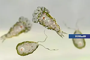 当心!女童游泳后感染“食脑虫”,住进ICU!勿游野泳,避免鼻腔进水