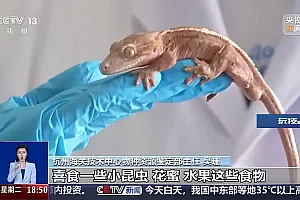 未经申报携带35只守宫被拦截查验 带“异宠”回国需注意