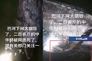 湖北黄冈巴河水域一条鲟鱼被网缠绕死亡 当地回应:不是中华鲟