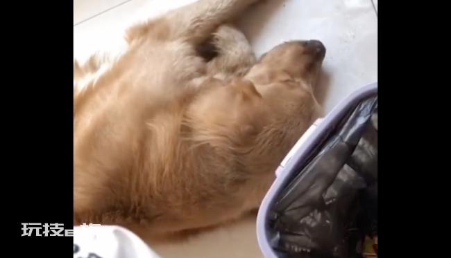 男子养2年多狗借同学配种反被卖