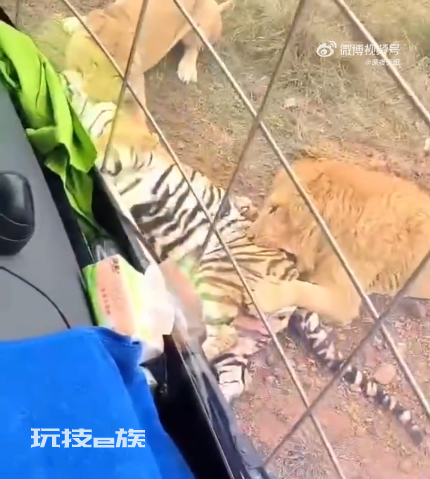 动物园老虎被3只狮子围攻撕咬 官方回应：老虎经抢救无效死亡