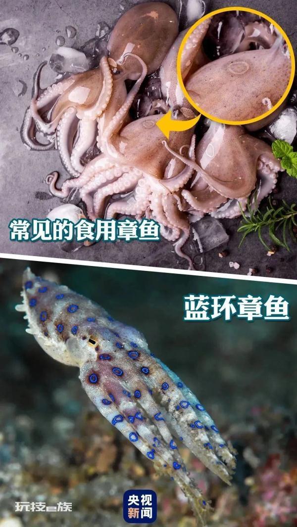 深圳市监局：山姆未发现“蓝环章鱼”，将加强食品安全监管