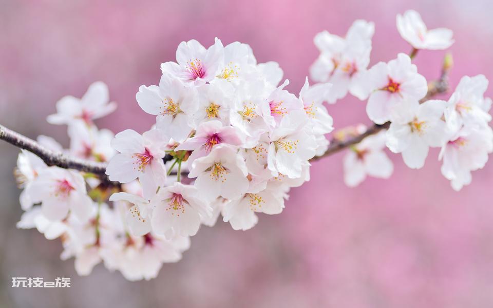 高清春天樱花壁纸