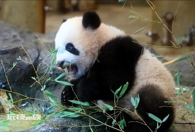 丫丫仍继续乞食 网友:丫丫何时能回家?
