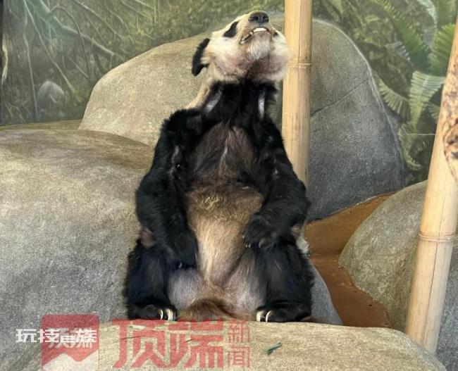 已有专家赴美照看大熊猫丫丫 最迟4月7日约满返华