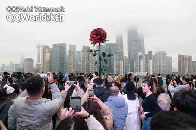 全国多地现巨型玫瑰 浪漫打卡去吧小情侣们