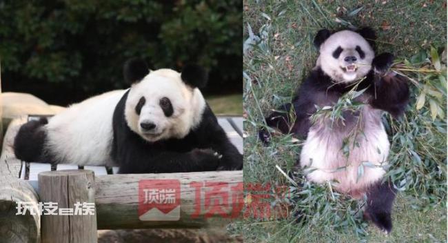已有专家赴美照看大熊猫丫丫 最迟4月7日约满返华