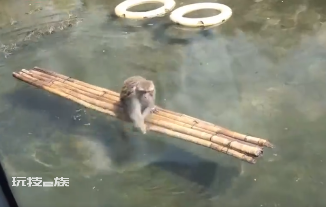 园方回应猴子坐竹筏划水:自己学的 难道是孙悟空后代?