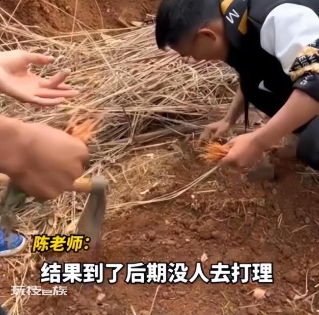 大学生种半年胡萝卜,出土细如虫草,老师:老鼠进去都摇头 网友们看完后说,直接炒胡萝卜丝