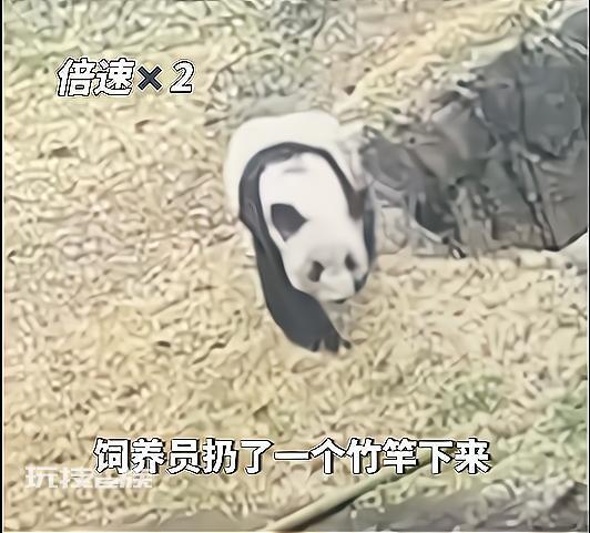 丫丫乞食画面让人心疼 闻了园内所有竹子没吃一直转圈