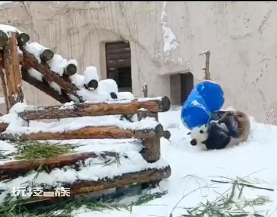 旅俄大熊猫体重增40公斤 网友:跟丫丫简直形成鲜明对比