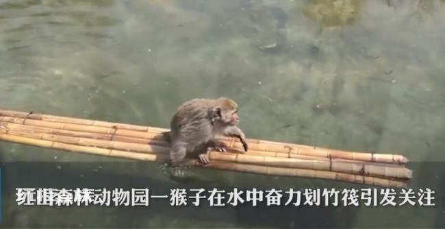 园方回应猴子坐竹筏划水:自己学的 难道是孙悟空后代?