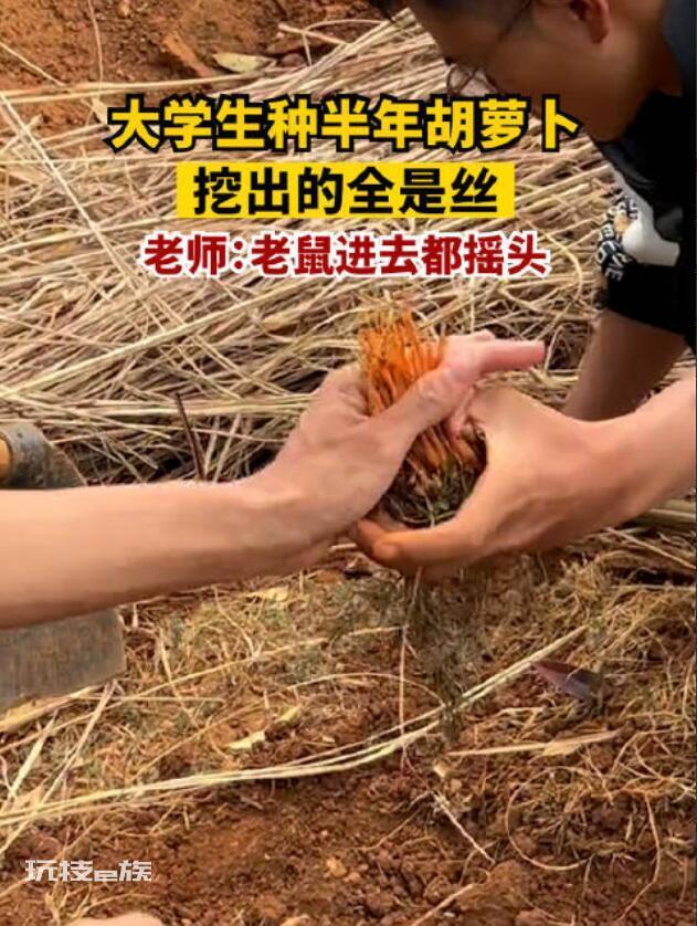 大学生种半年胡萝卜,出土细如虫草,老师:老鼠进去都摇头 网友们看完后说,直接炒胡萝卜丝