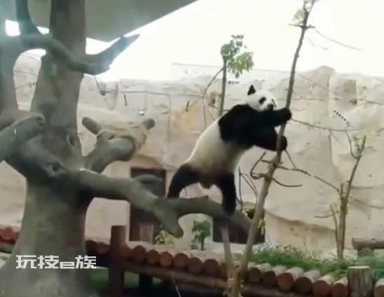 旅俄大熊猫体重增40公斤 网友:跟丫丫简直形成鲜明对比