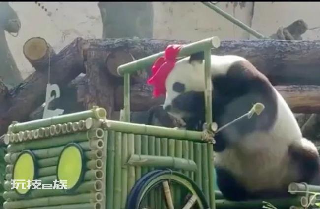 旅俄大熊猫体重增40公斤 网友:跟丫丫简直形成鲜明对比